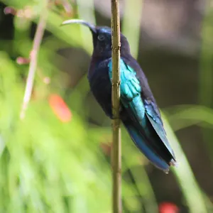  Hébergement de vacances Gites Couleurs Créoles Guadeloupe